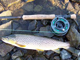 Harray Brown Trout